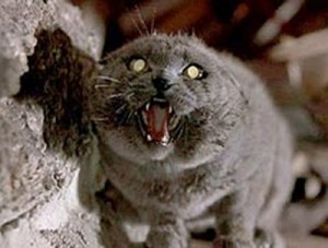 pet sematary cat